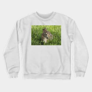 Bunny Rabbit shot closeup in the green grass Crewneck Sweatshirt